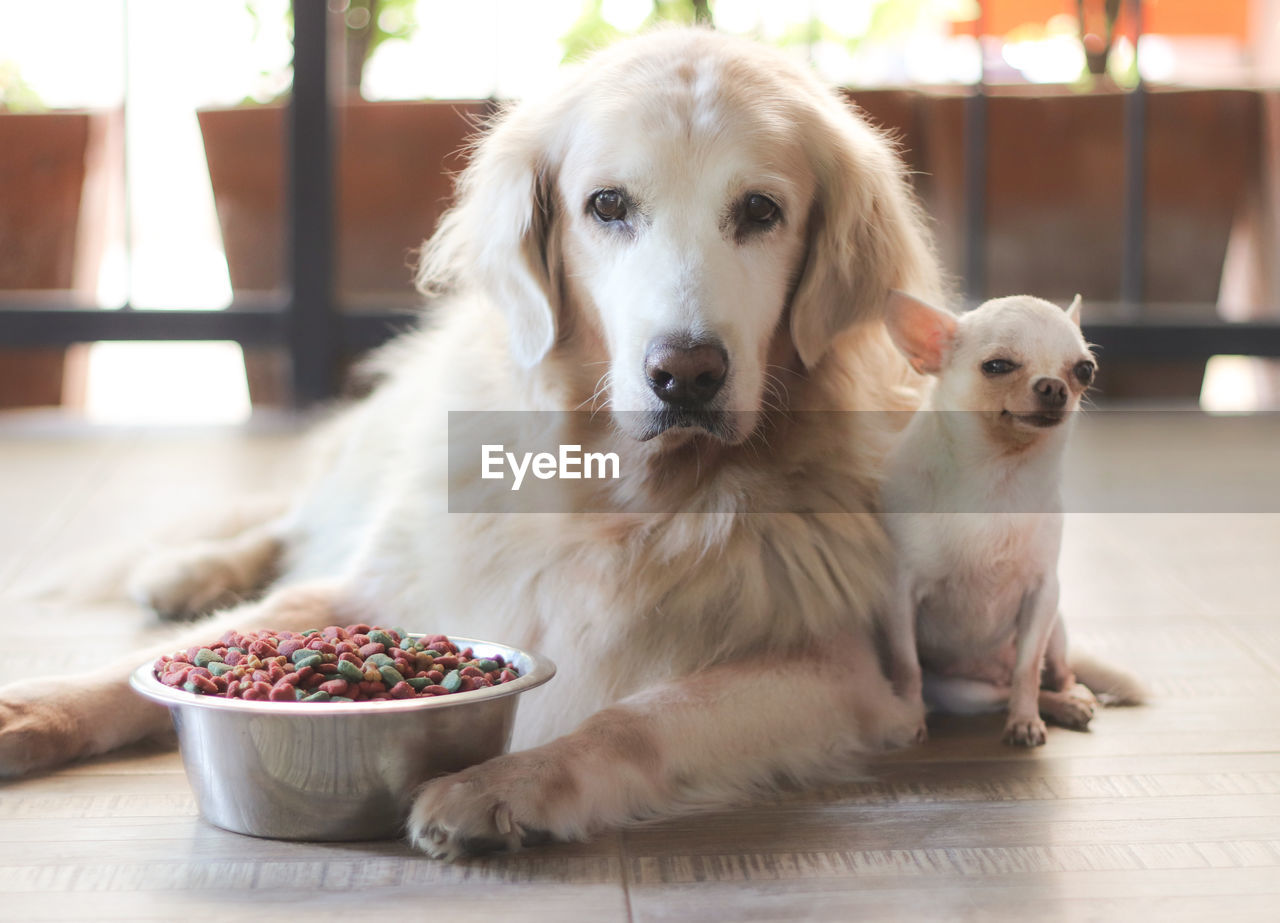 PORTRAIT OF DOG SITTING IN A DOMESTIC CAT