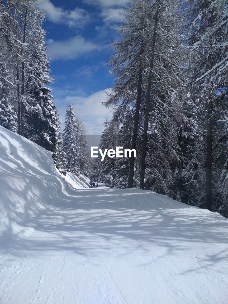 Snow covered trees on field