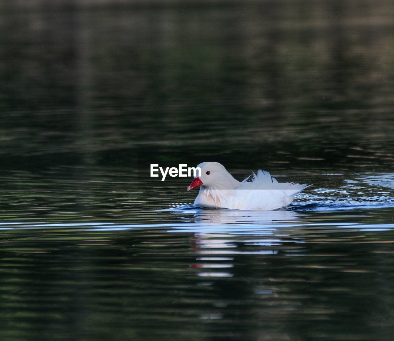 VIEW OF DUCK SWIMMING IN LAKE