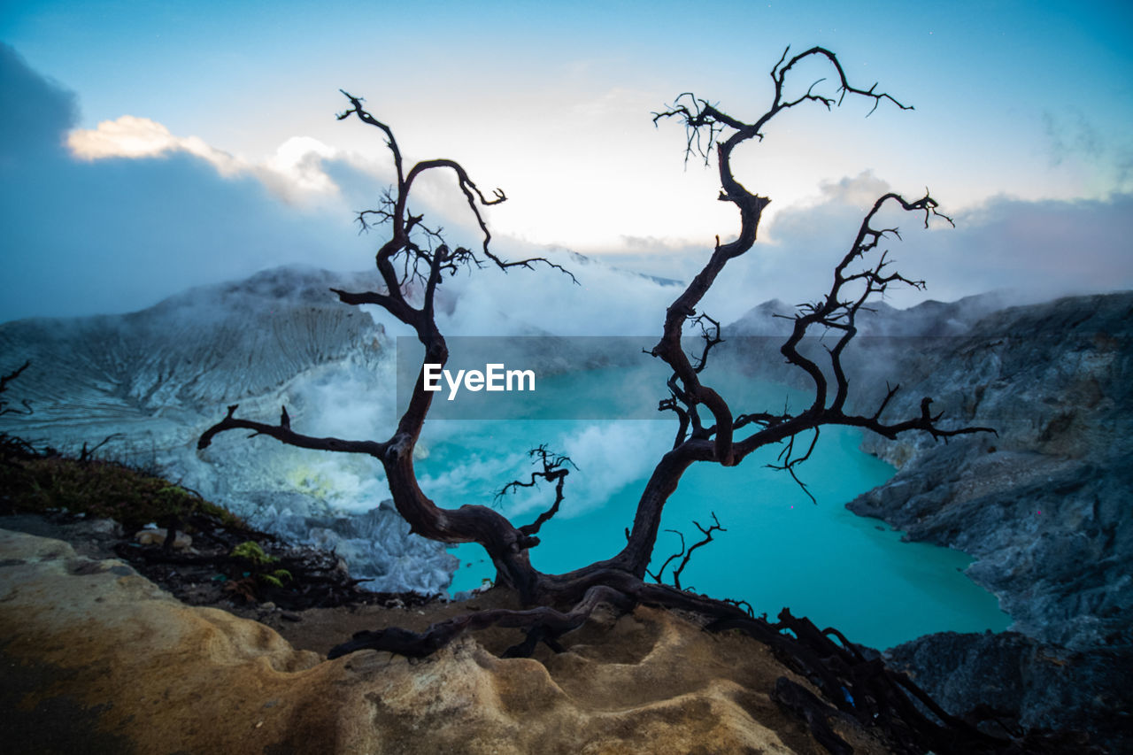 BARE TREE AGAINST ROCKY MOUNTAINS IN SKY