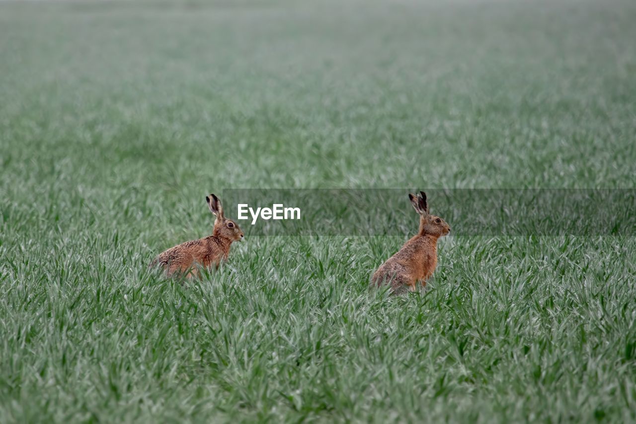 Hares on grassy field