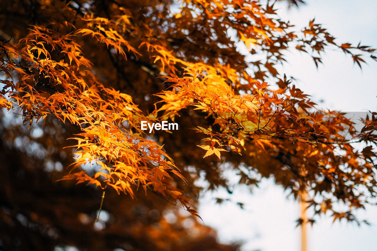 Low angle view of maple tree