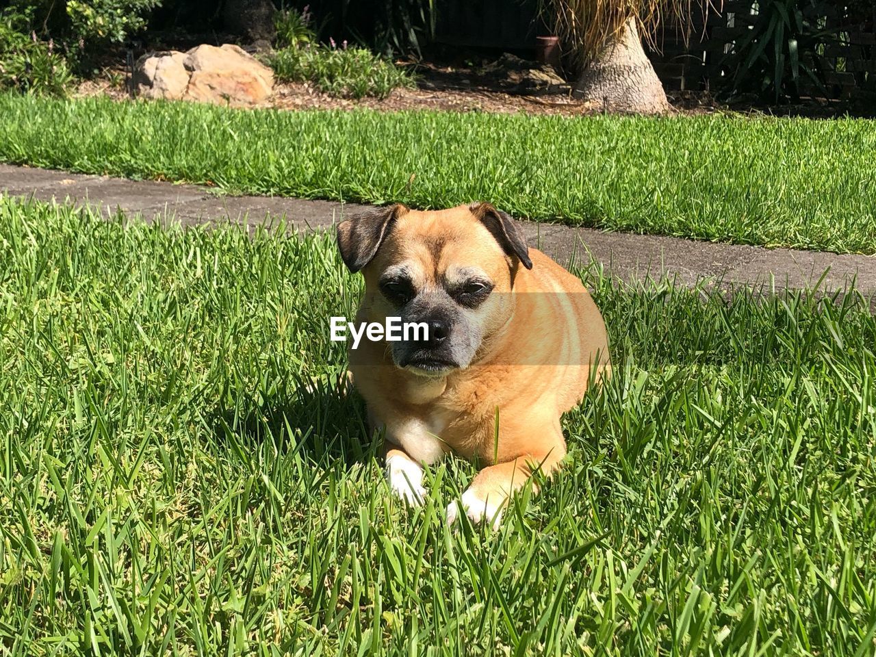 PORTRAIT OF DOG LYING ON FIELD