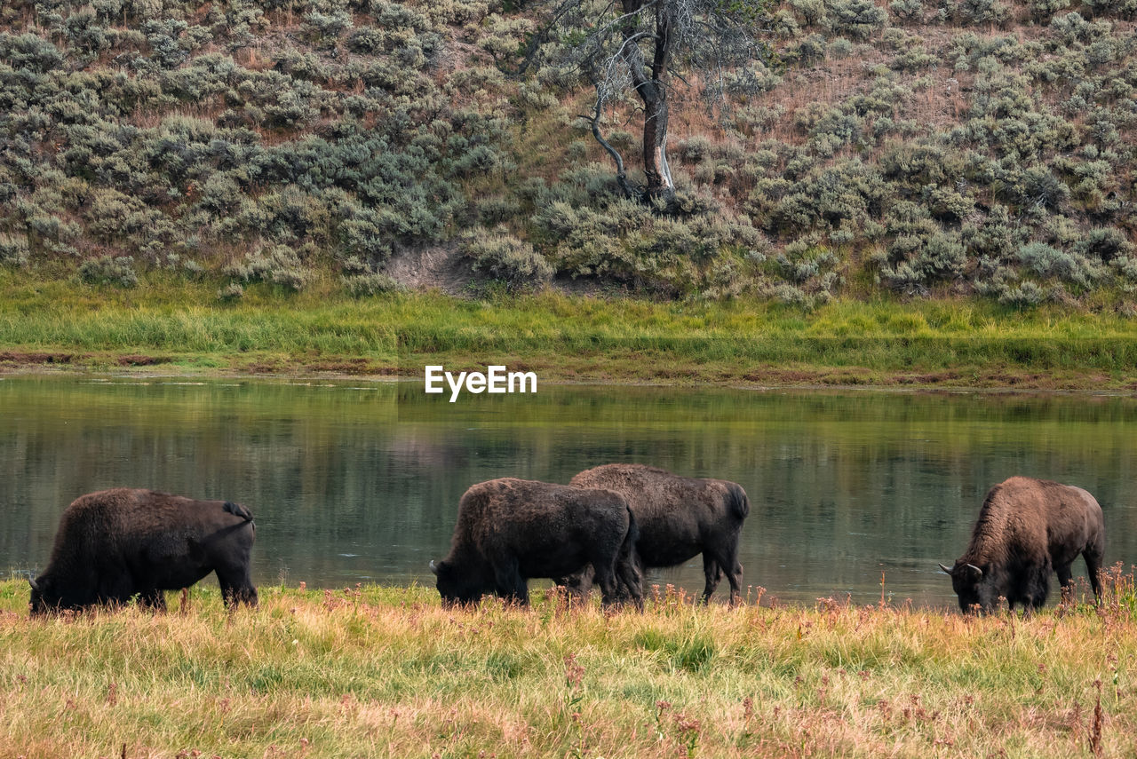 A herd of bison moves quickly along the firehole river in yellowstone national park