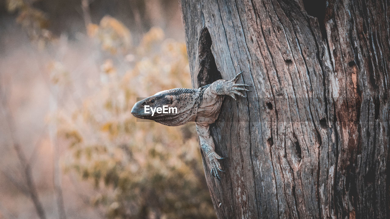 CLOSE-UP OF LIZARD ON TREE