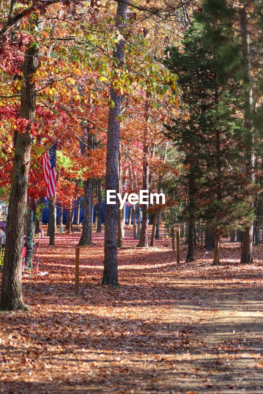 TREES AGAINST MULTI COLORED SKY