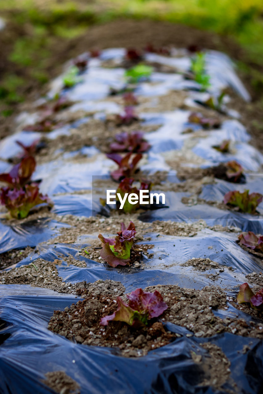 High angle view of salad plants on rocks