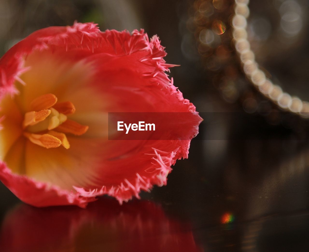 CLOSE-UP OF RED FLOWER