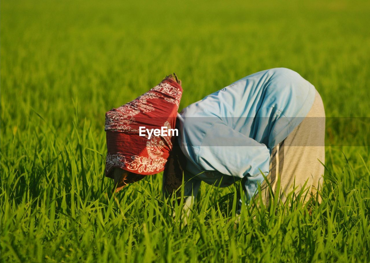 View of wheat in field