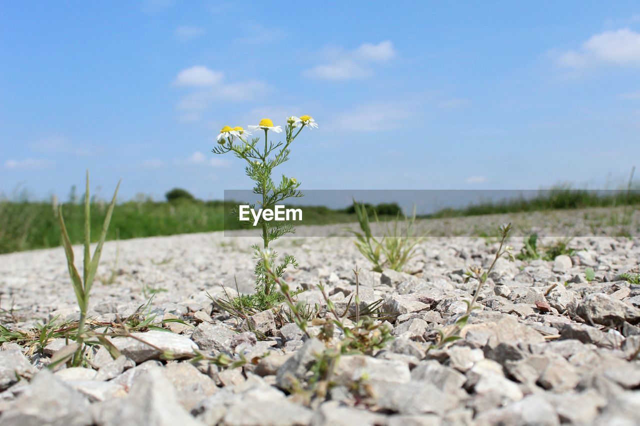 YELLOW FLOWERS ON FIELD AGAINST SKY