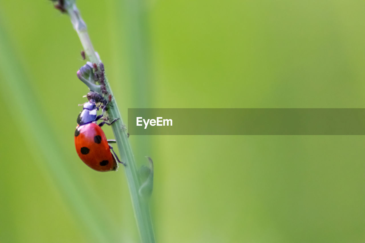 insect, animal themes, animal, ladybug, animal wildlife, beetle, wildlife, one animal, close-up, green, nature, macro photography, plant, focus on foreground, no people, beauty in nature, macro, spotted, plant stem, outdoors, day, grass, plant part, leaf