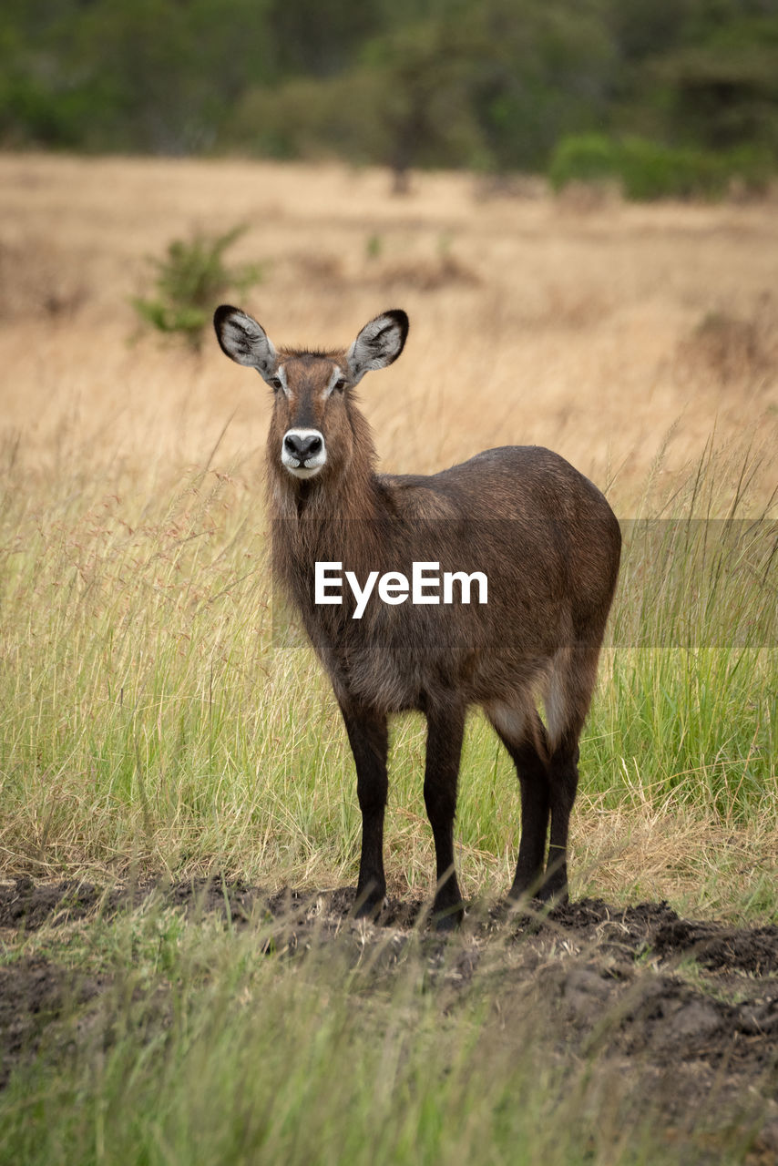 Animal standing on land in forest