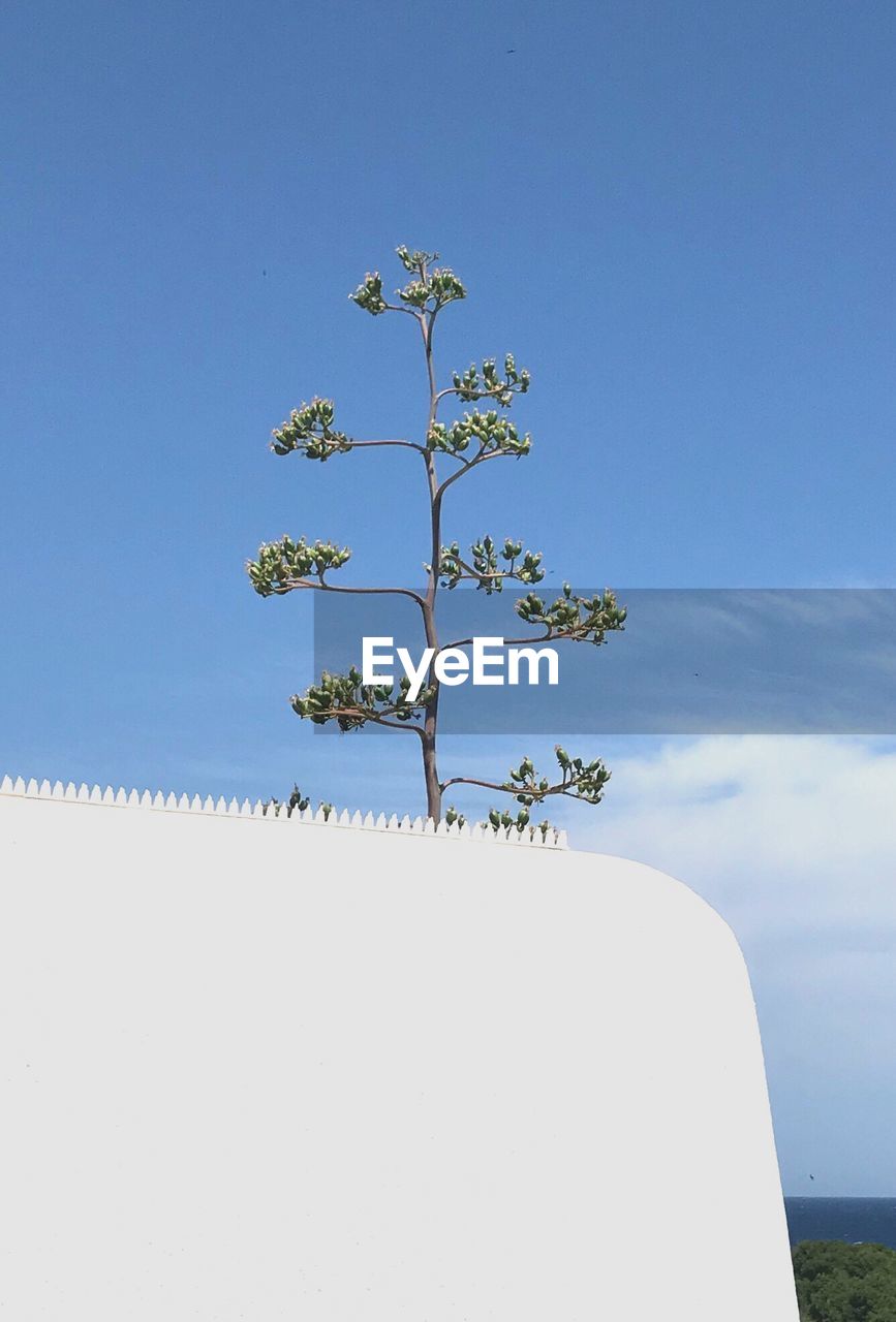 LOW ANGLE VIEW OF PLANT AGAINST CLEAR SKY