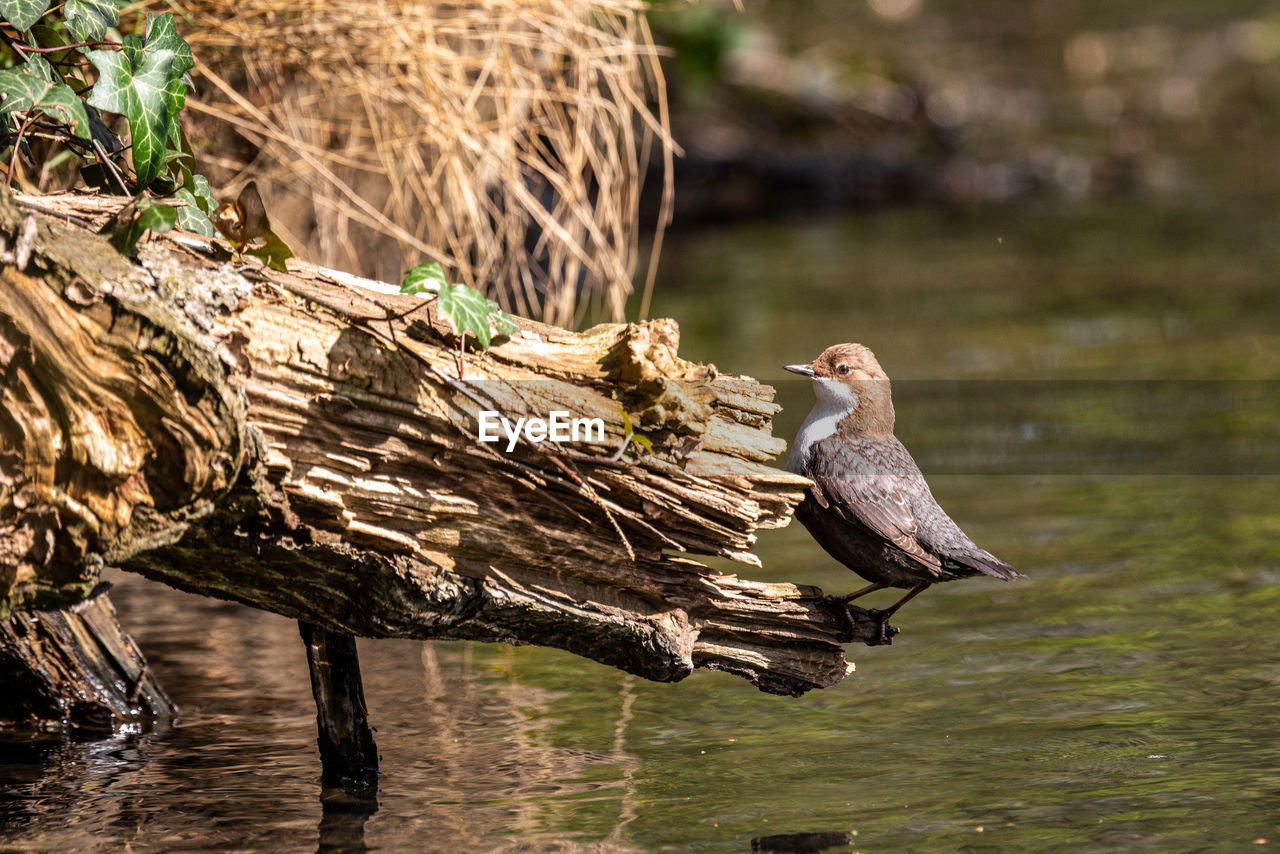 animal themes, animal, animal wildlife, wildlife, water, nature, bird, one animal, lake, no people, duck, outdoors, day, tree, perching, wood, water bird, plant, beauty in nature