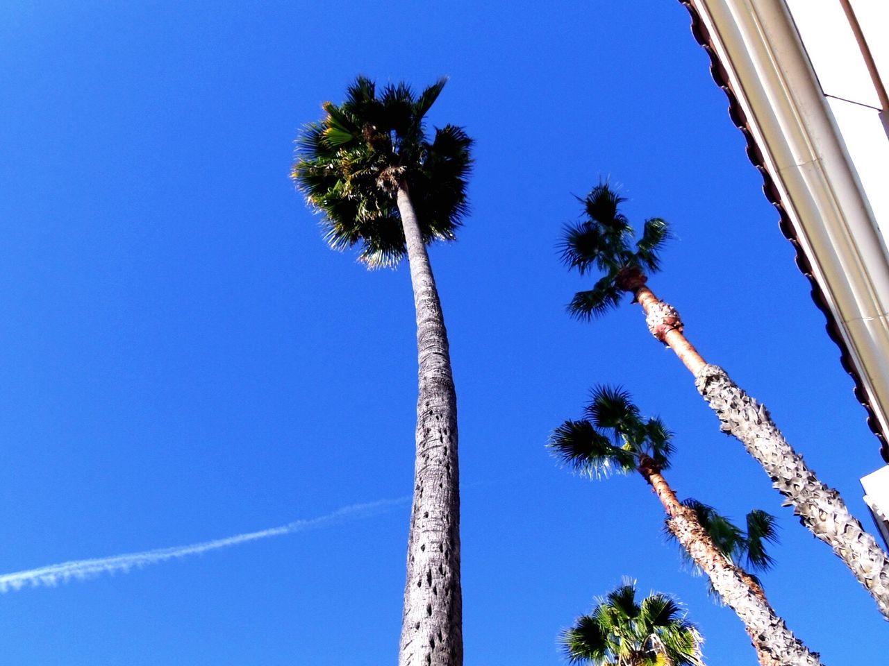 LOW ANGLE VIEW OF PALM TREES AGAINST CLEAR BLUE SKY