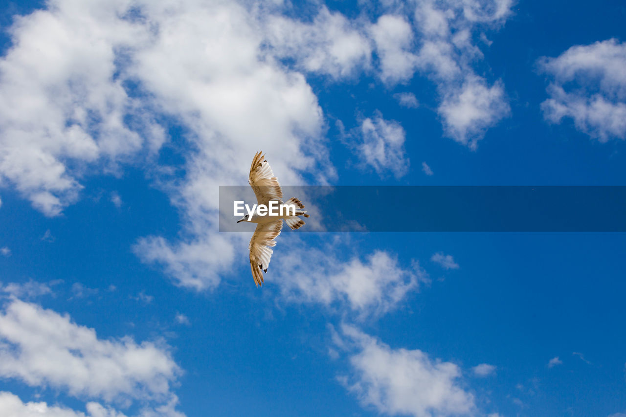 LOW ANGLE VIEW OF SEAGULLS FLYING