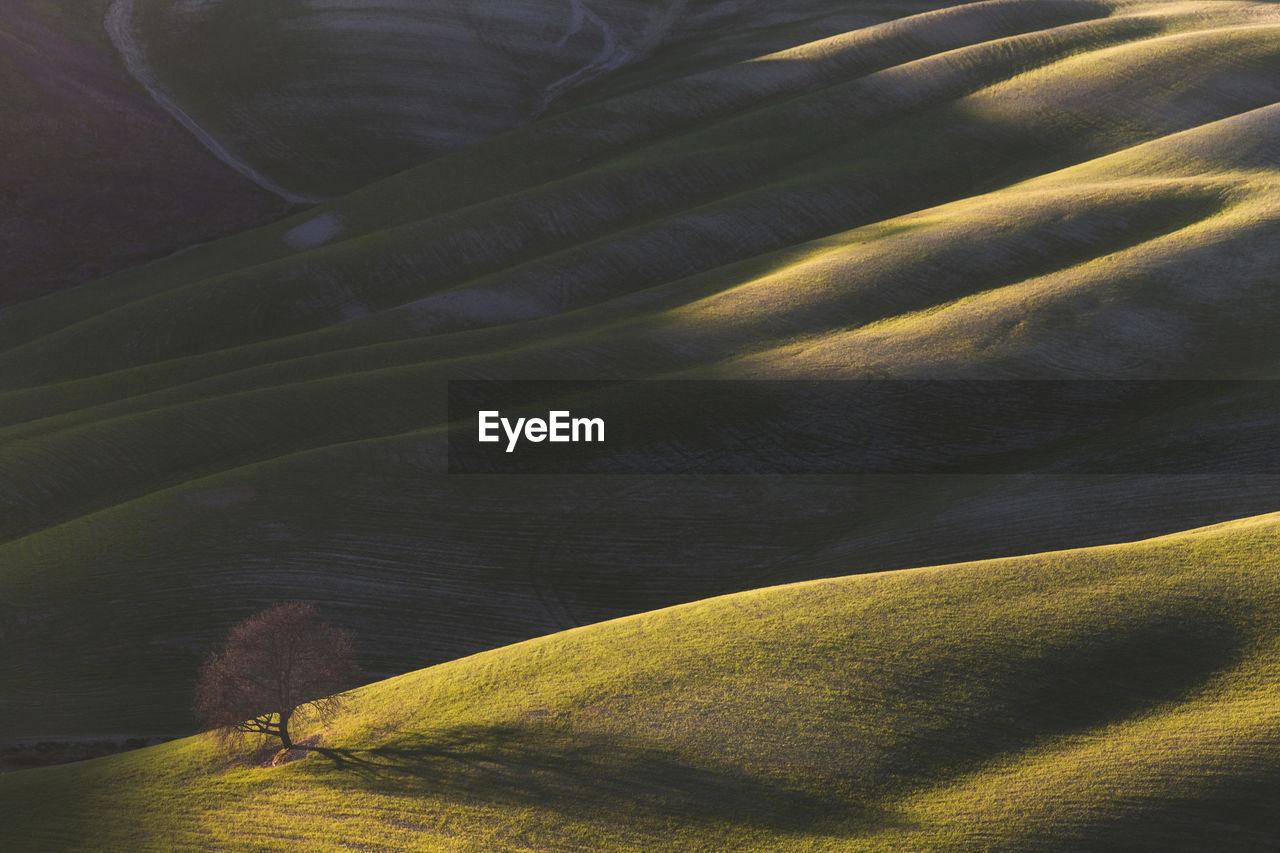 The lonely tree in the tuscan hills