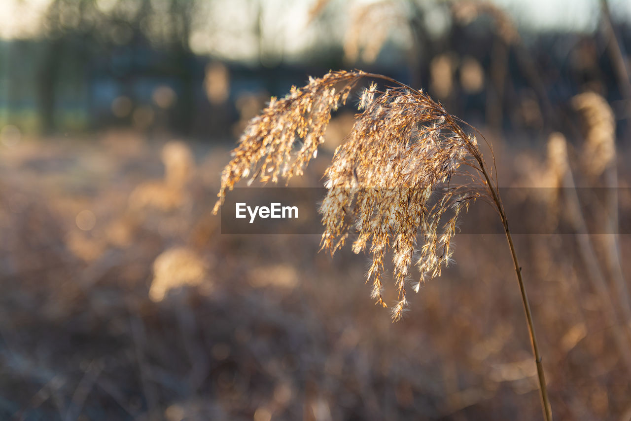 Close-up of wilted plant on field