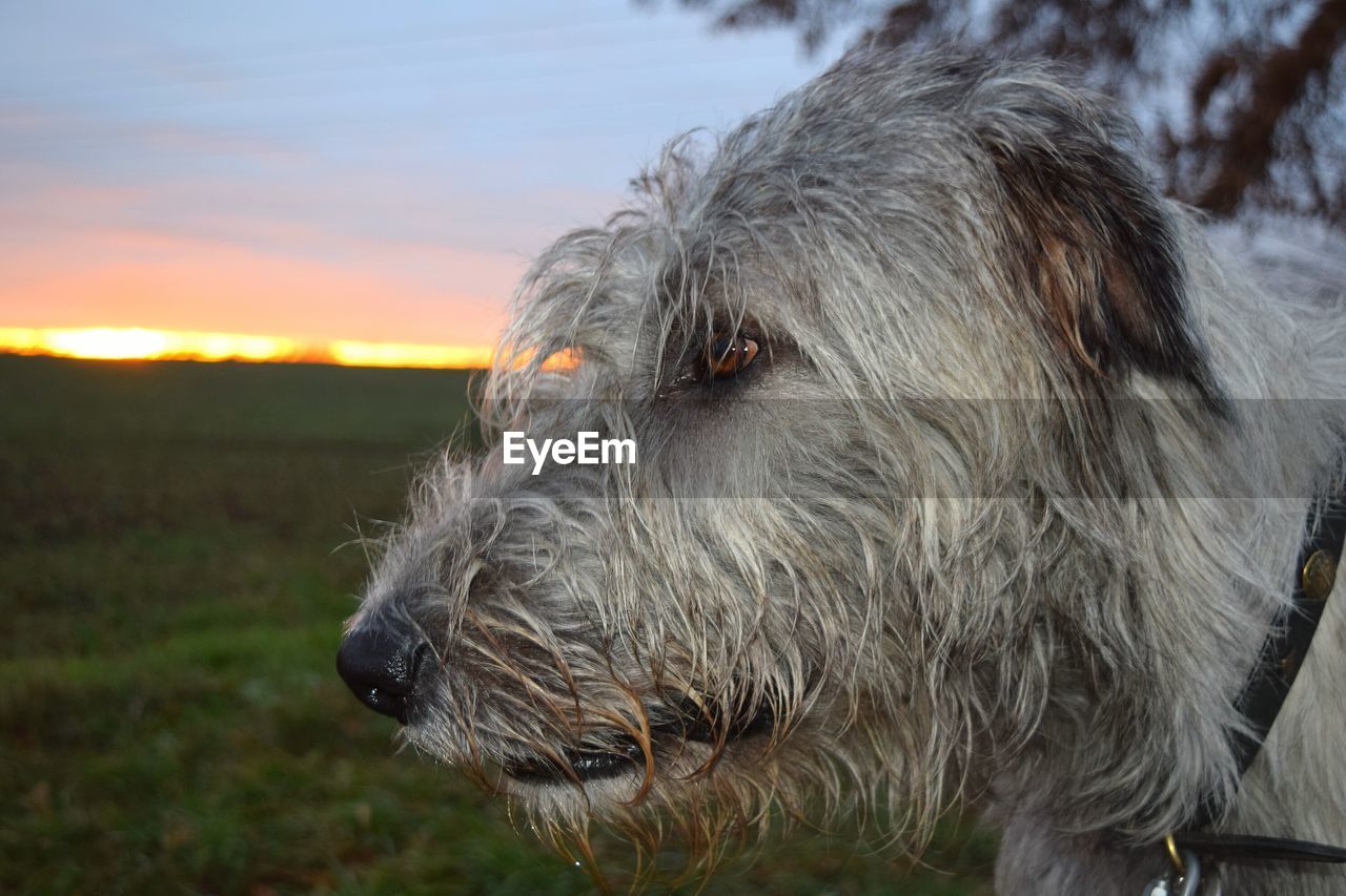 CLOSE-UP OF DOG ON FIELD