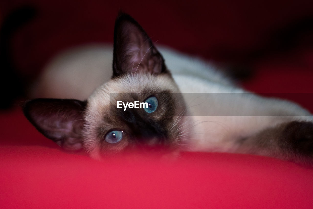 Beautiful siamese cat laying on a red blanket