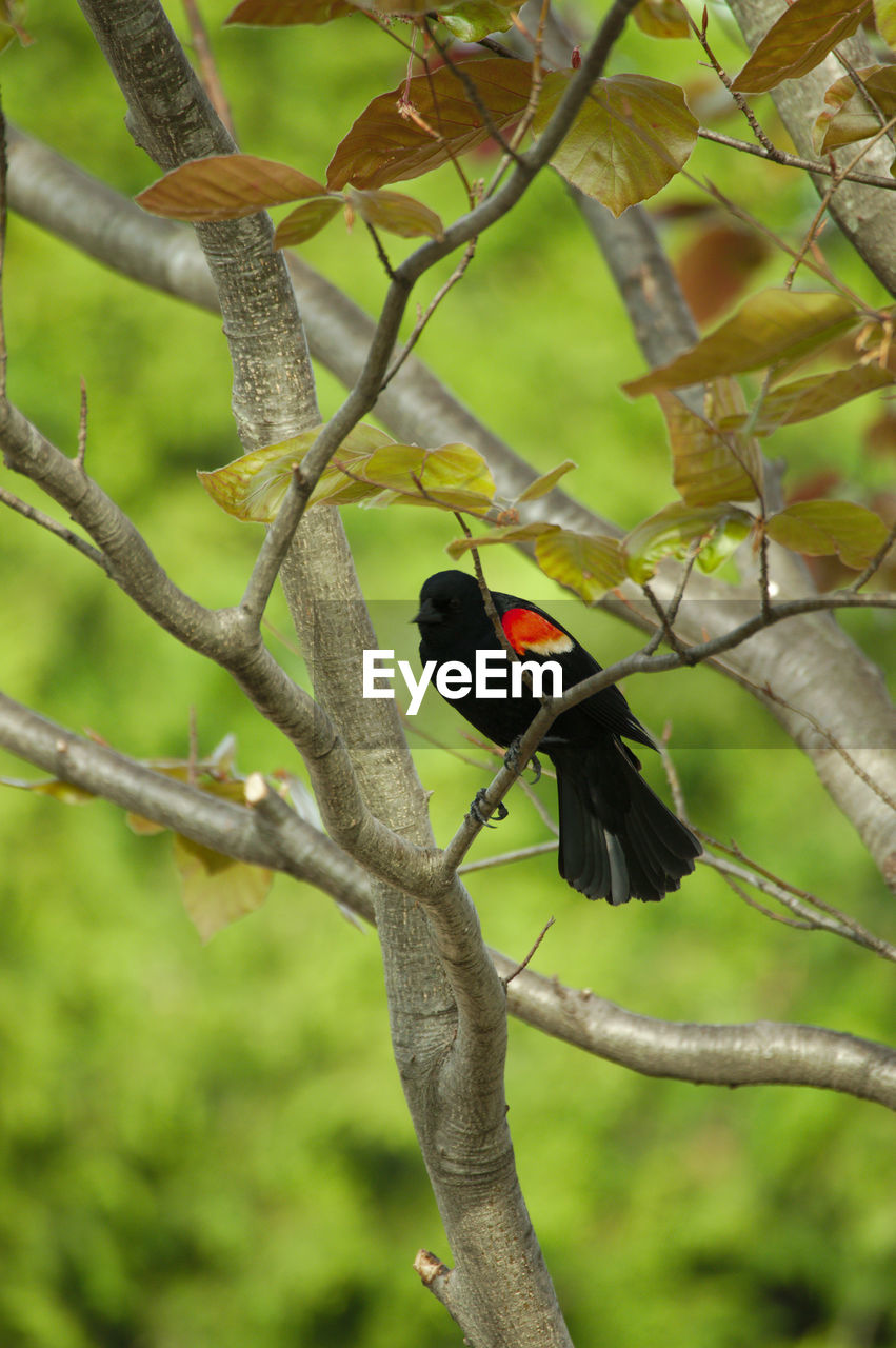 Red winged blackbird perching on a branch