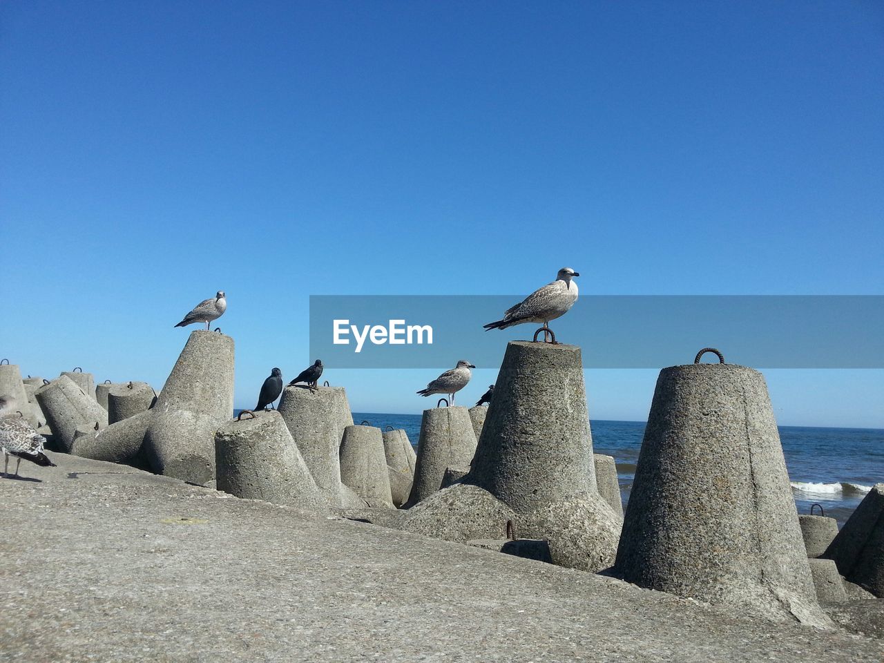 Seagulls perching against clear blue sky