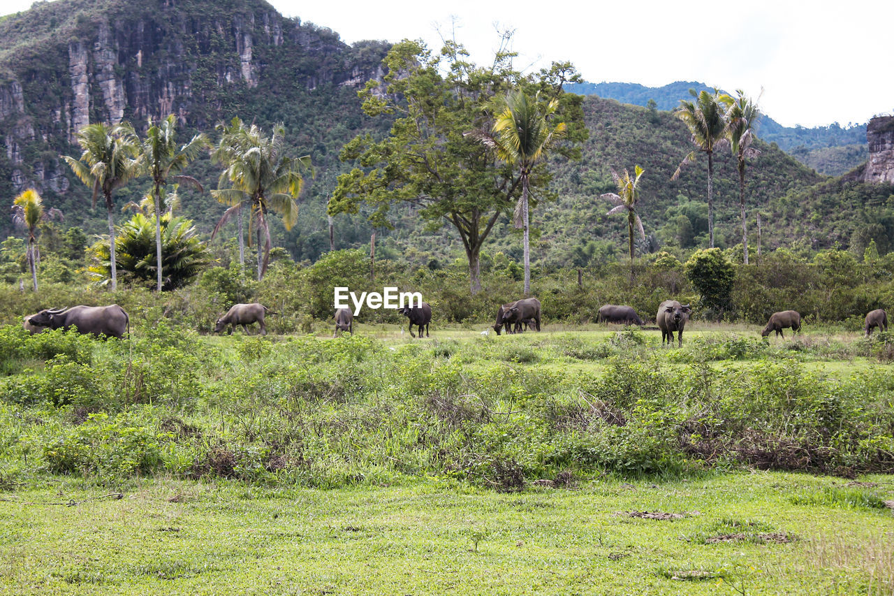 Domestic buffaloes in a field