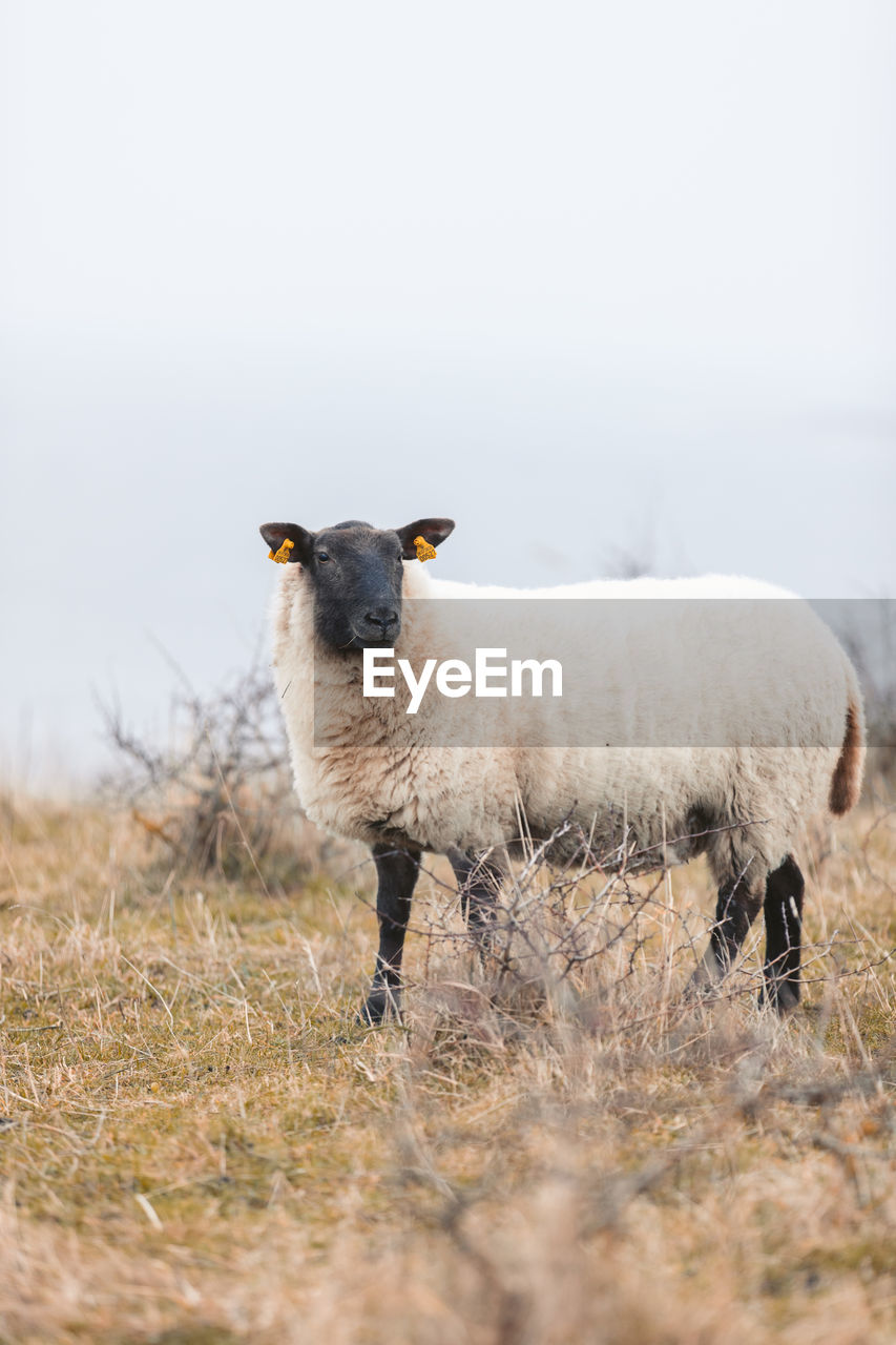 Portrait of sheep standing in a field