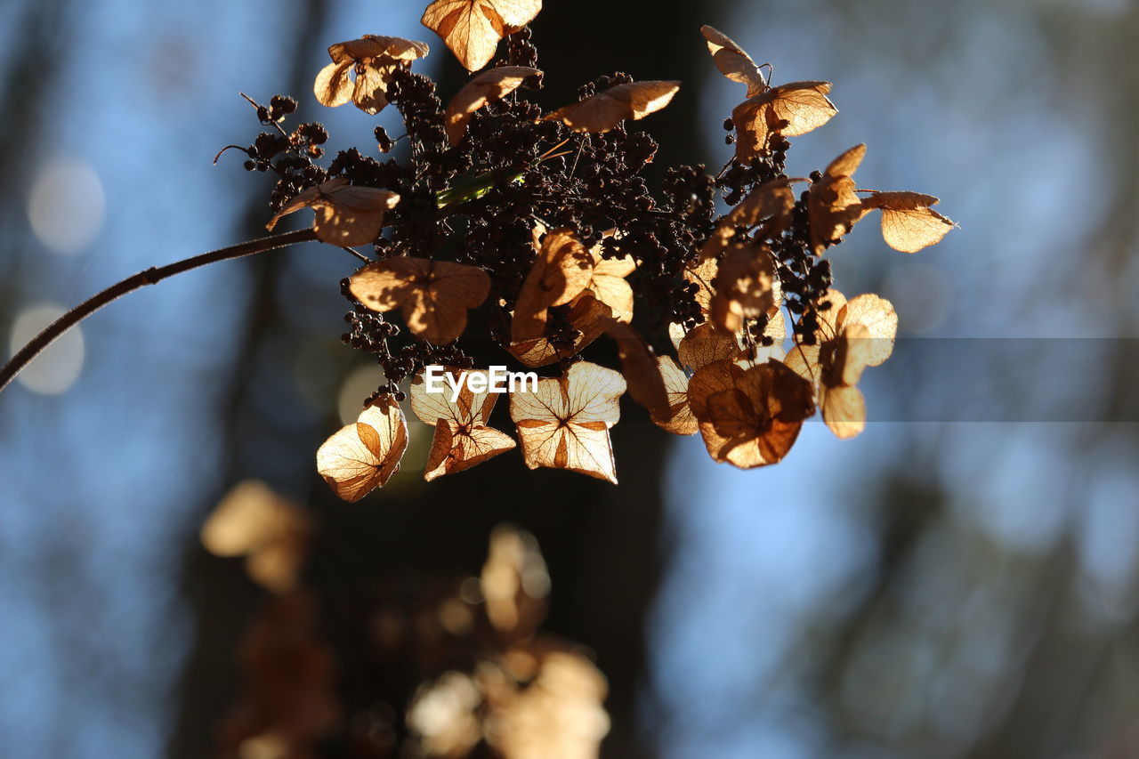 CLOSE-UP OF WILTED FLOWER ON PLANT