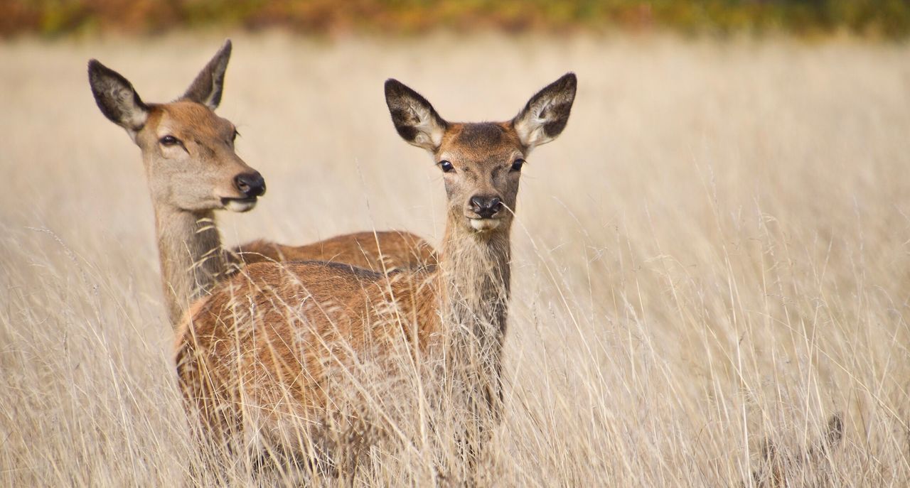 Portrait of deer standing on grassy field