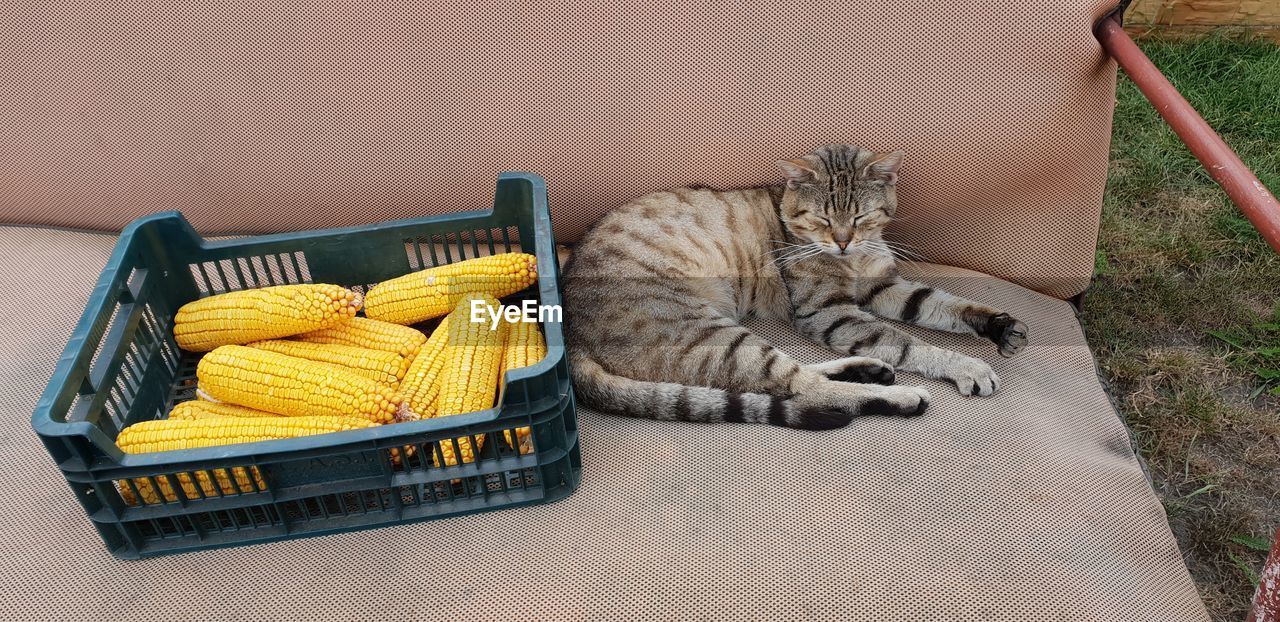 HIGH ANGLE VIEW OF A CAT RESTING ON BASKET