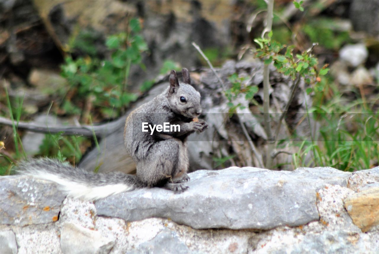 SQUIRREL ON ROCK