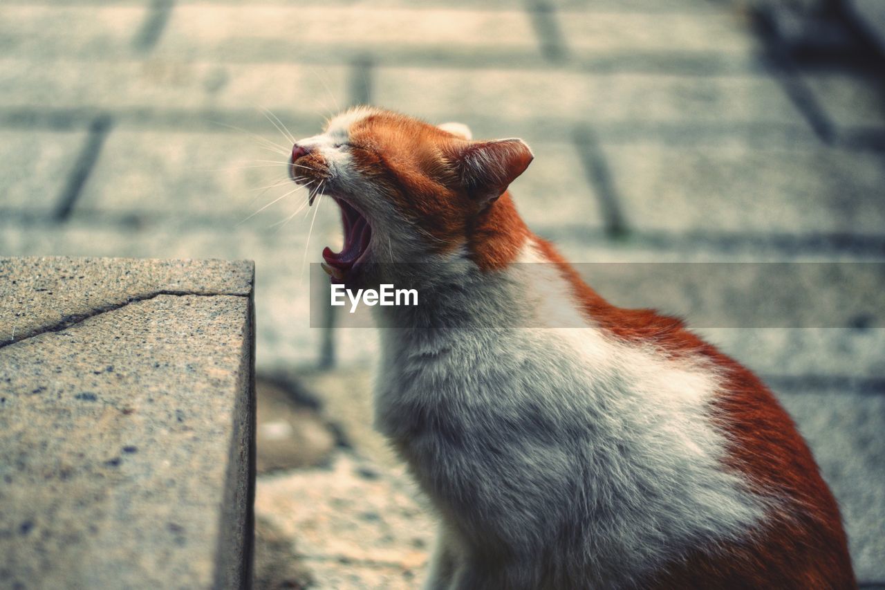 Side view of cat yawning by concrete
