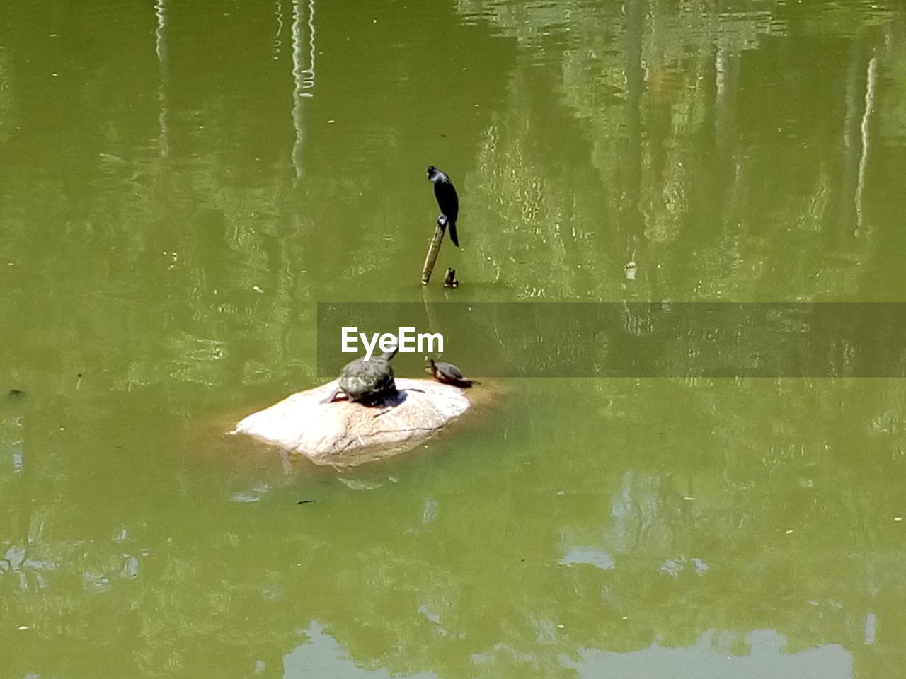 BIRD SWIMMING ON LAKE