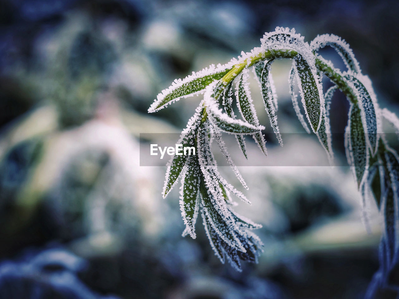 Close-up of frozen plant