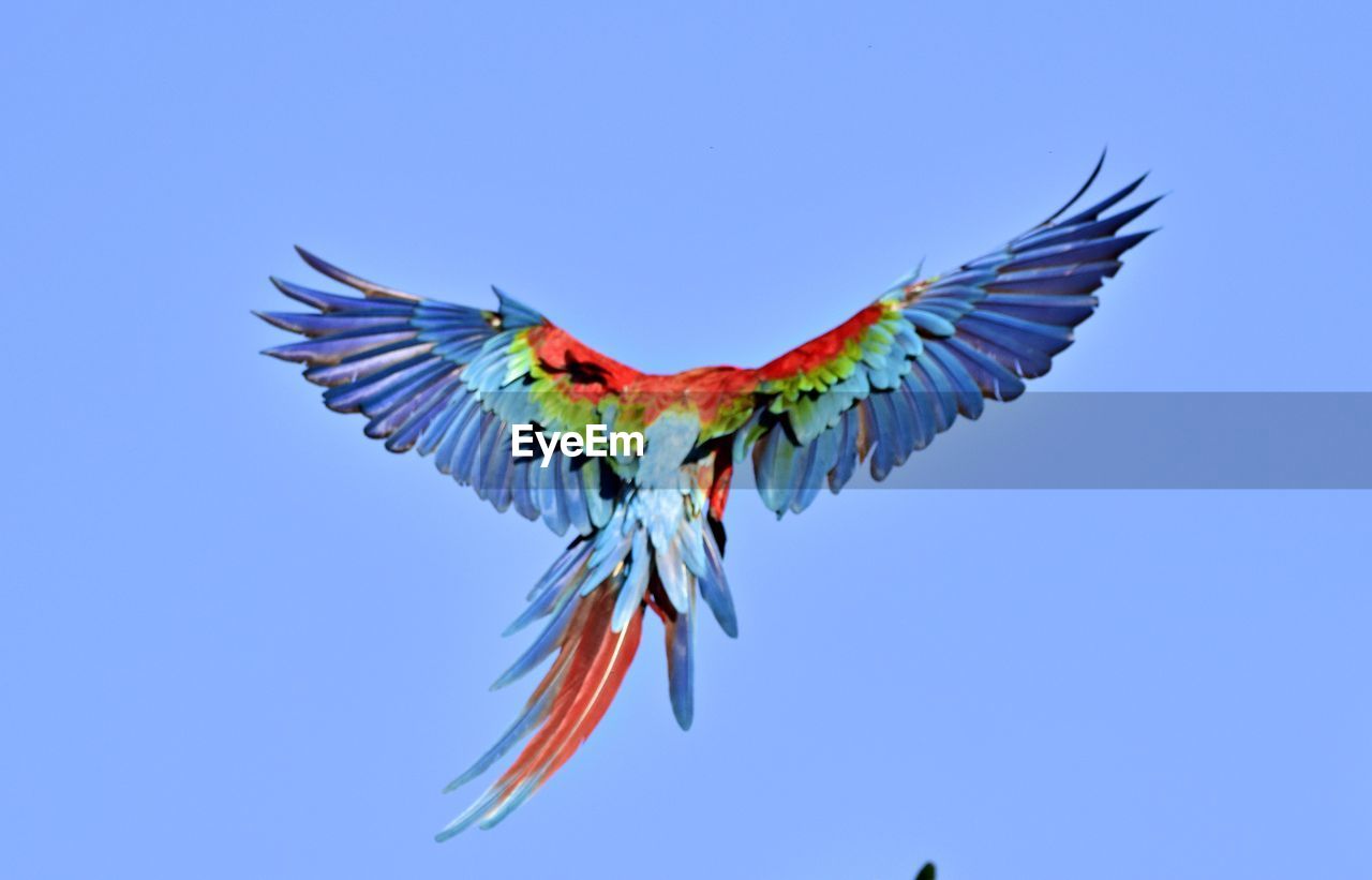 Low angle view of bird flying against blue sky