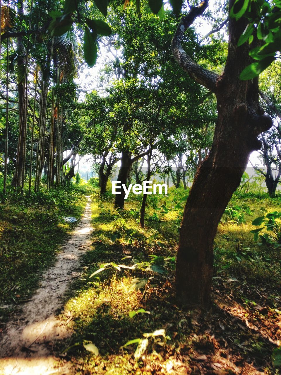 VIEW OF FOREST