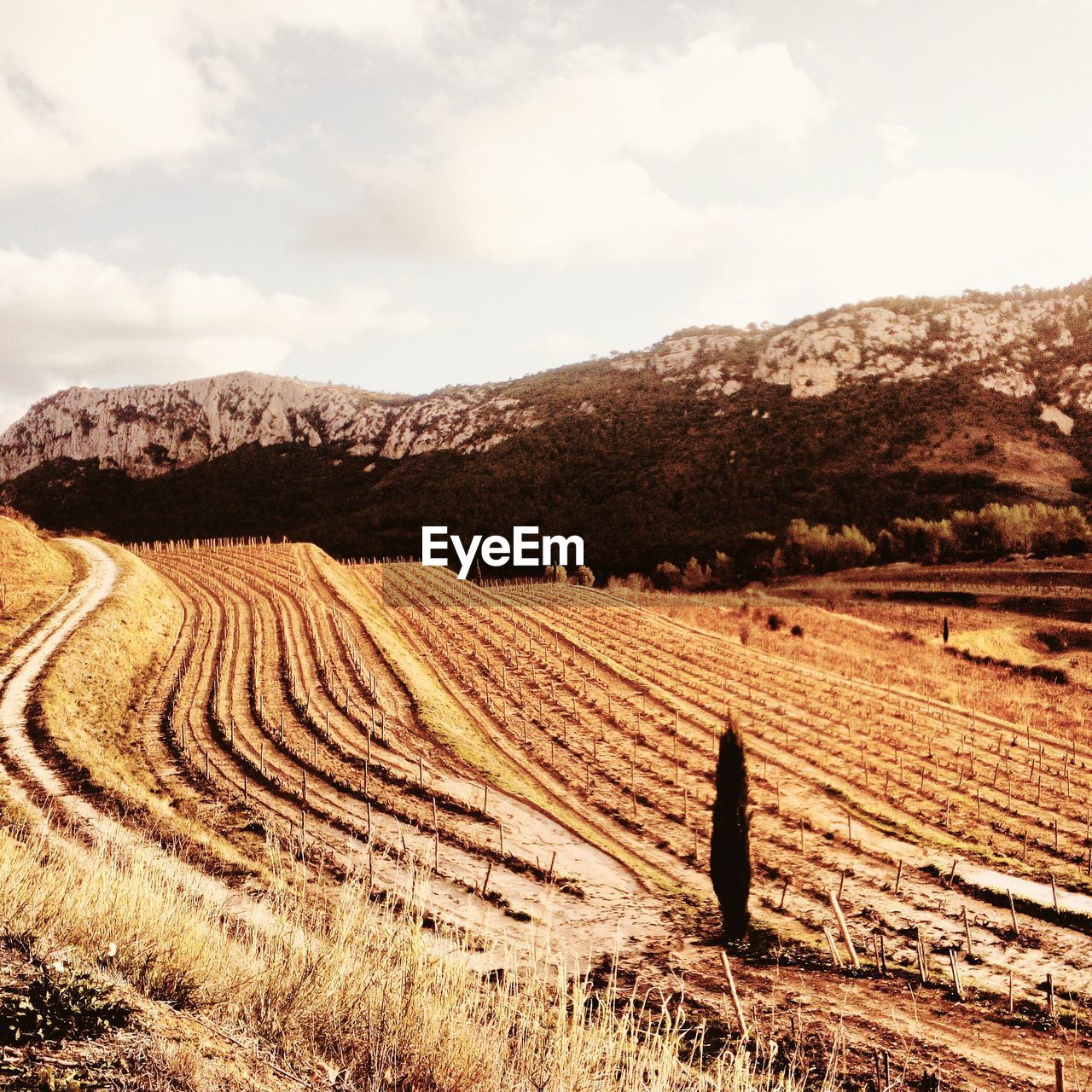 Scenic view of agricultural field against sky