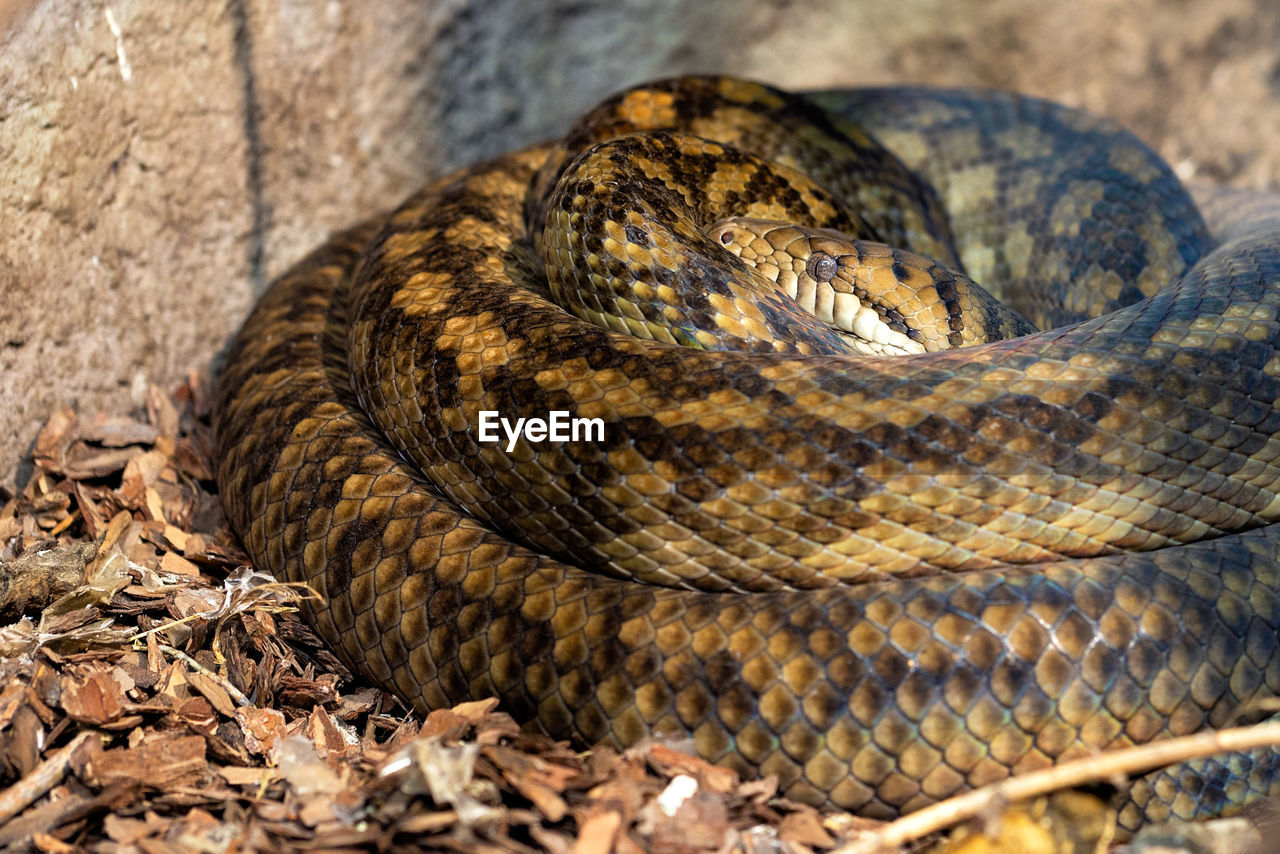 snake, animal themes, animal, animal wildlife, one animal, reptile, wildlife, serpent, viper, curled up, nature, boa constrictor, no people, sign, poisonous, communication, boa, warning sign, animal body part, close-up, day, outdoors, land, animal scale