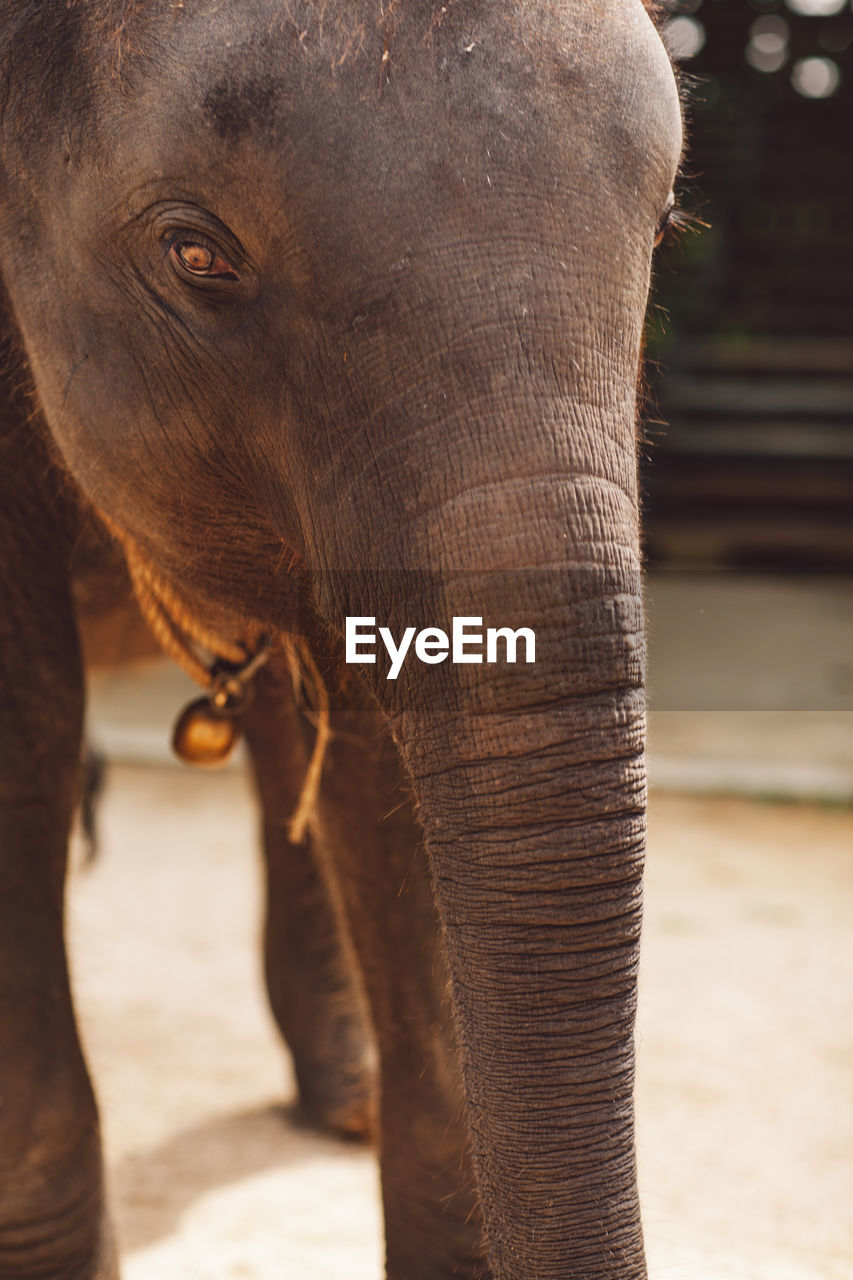 CLOSE-UP OF ELEPHANT STANDING IN ZOO