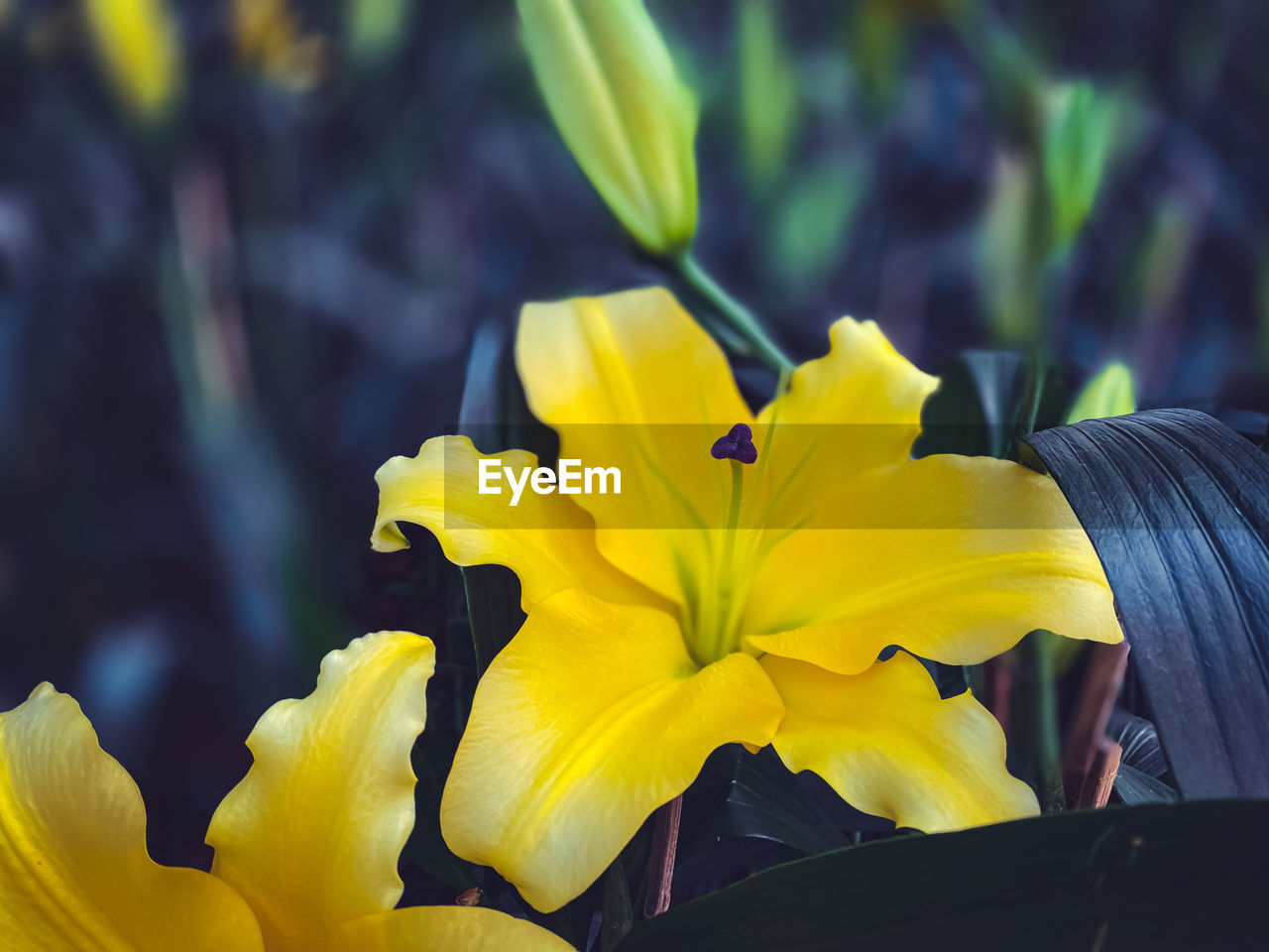 Close-up of yellow flowering plant