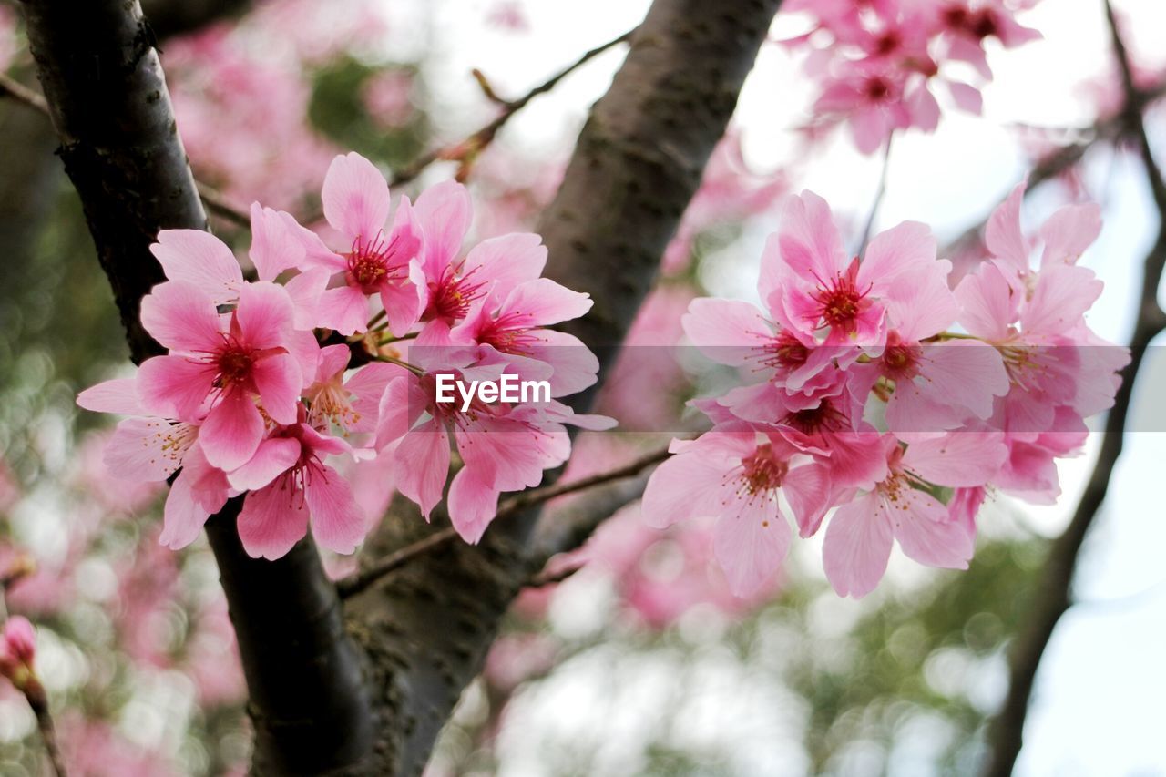 Close-up of pink cherry blossom