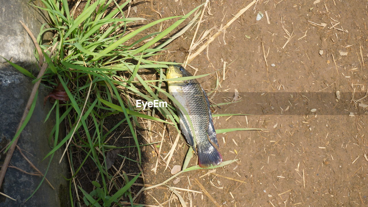 HIGH ANGLE VIEW OF SNAKE ON GRASS