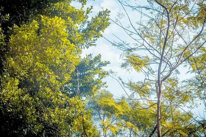 LOW ANGLE VIEW OF TREES AGAINST SKY