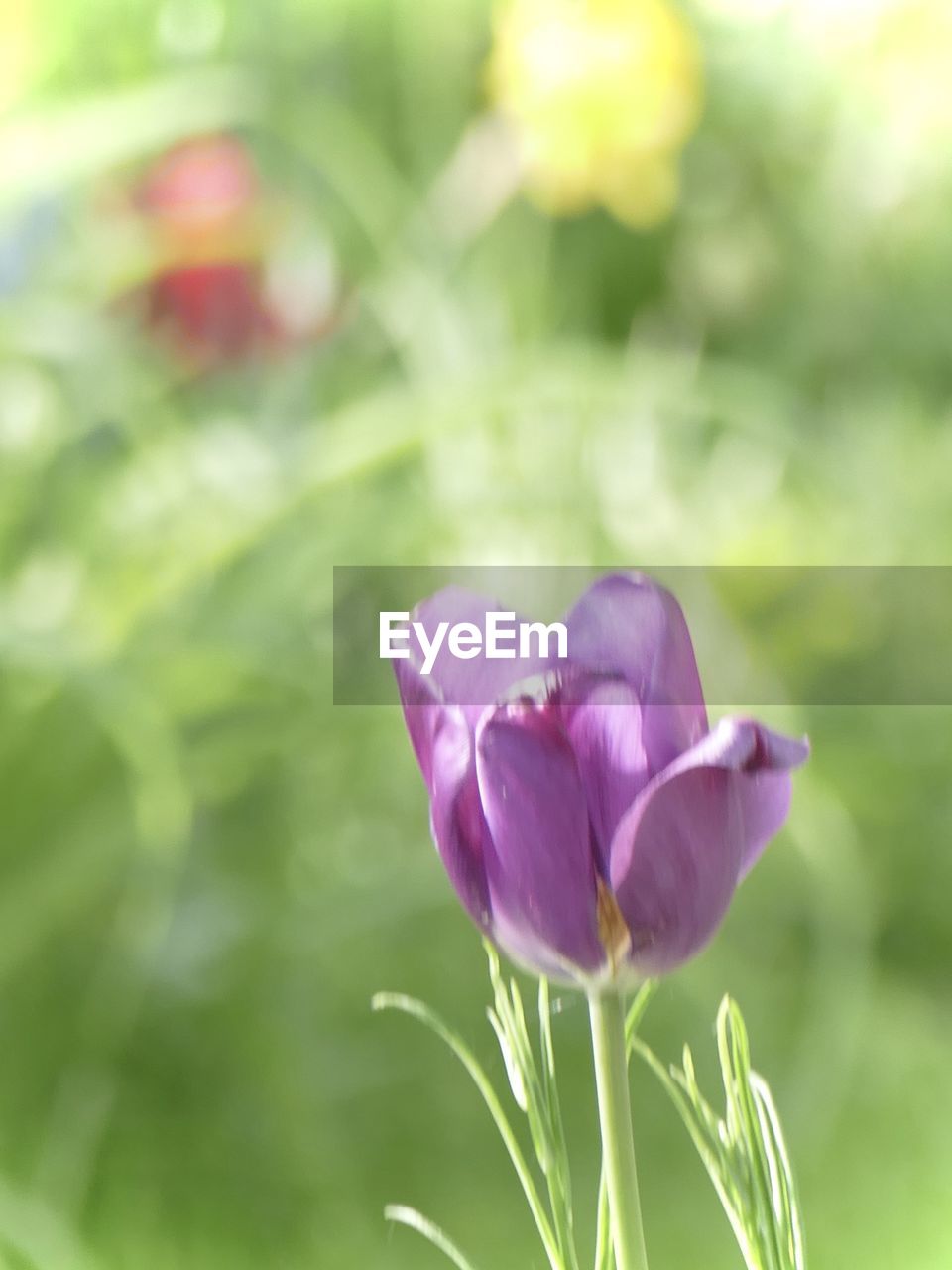 flower, plant, flowering plant, freshness, beauty in nature, nature, close-up, petal, fragility, flower head, growth, focus on foreground, purple, inflorescence, pink, plant part, leaf, no people, springtime, green, outdoors, selective focus, blossom, plant stem, summer, copy space, bud, day