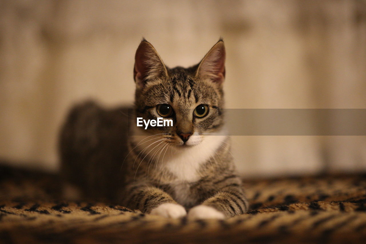 PORTRAIT OF CAT SITTING ON CARPET