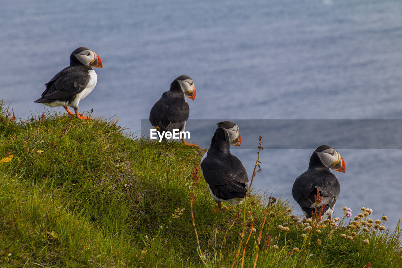 Puffins on a field