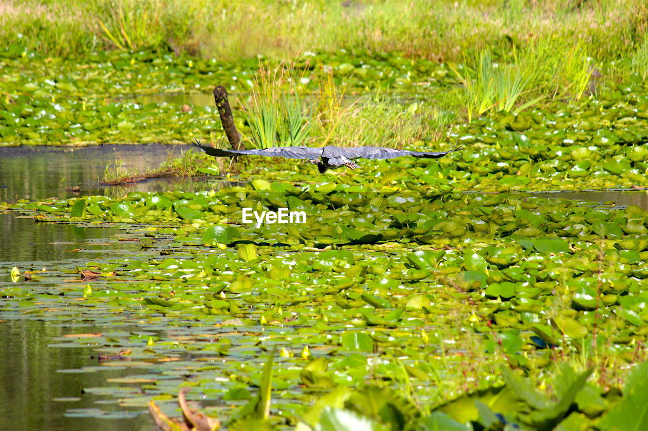 WATER LILIES IN LAKE