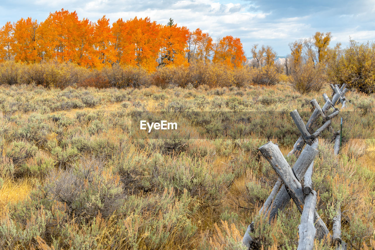 Trees on field during autumn