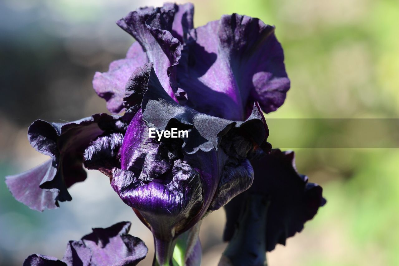 Close-up of purple flowers blooming outdoors